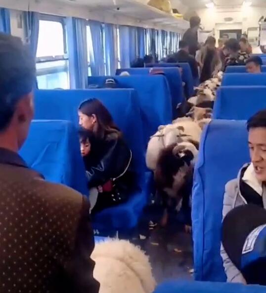 四川一火车上有猪羊成群穿行 全程票价最高25.5元