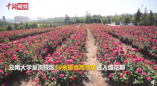 云南大学食堂推出玫瑰宴 校园种植玫瑰花能观赏也能吃