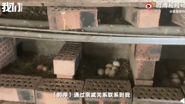 熟蛋返生论文第二作者后悔参与