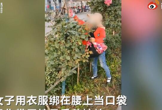 女子绿化带里摘月季塞满三轮车 执法人员赶到处置