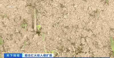 红火蚁入侵12个省份!红火蚁泛滥有农作物产量或损失40%