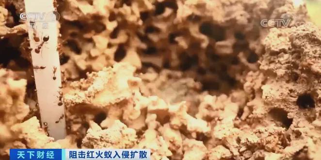 红火蚁入侵12个省份!红火蚁泛滥有农作物产量或损失40%