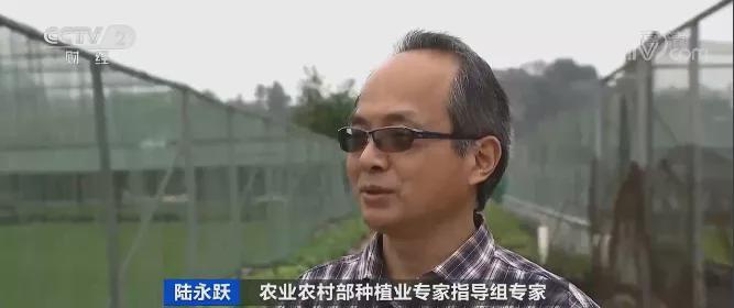 红火蚁入侵12个省份!红火蚁泛滥有农作物产量或损失40%
