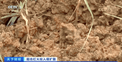 红火蚁入侵12个省份!红火蚁泛滥有农作物产量或损失40%