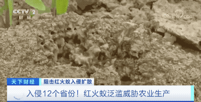 红火蚁入侵12个省份!红火蚁泛滥有农作物产量或损失40%