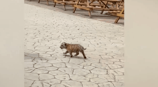 【gif动图】1个月大小老虎动物园里逛街，大王巡山萌萌哒！