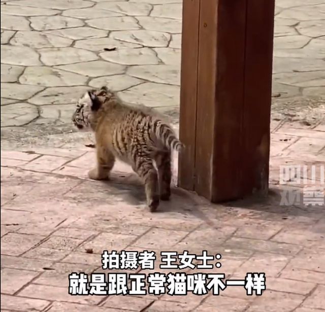萌萌哒小脑斧！1个月大小老虎动物园里逛街 网友：大王来巡山