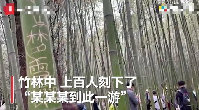 太不文明了！少林寺竹林被上百游客刻字，还有人吊在上面荡秋千