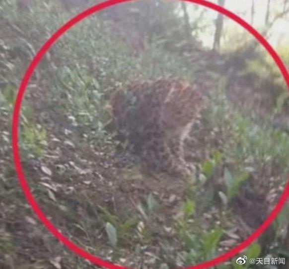 杭州第二只出逃豹子被麻醉捕获 官方辟谣被咬死为假消息！