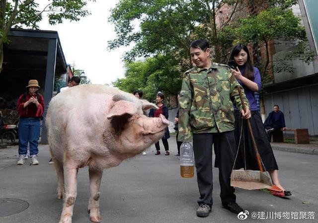 兽医称猪坚强已入弥留 坚强活过14年实现一只猪的天赋之年