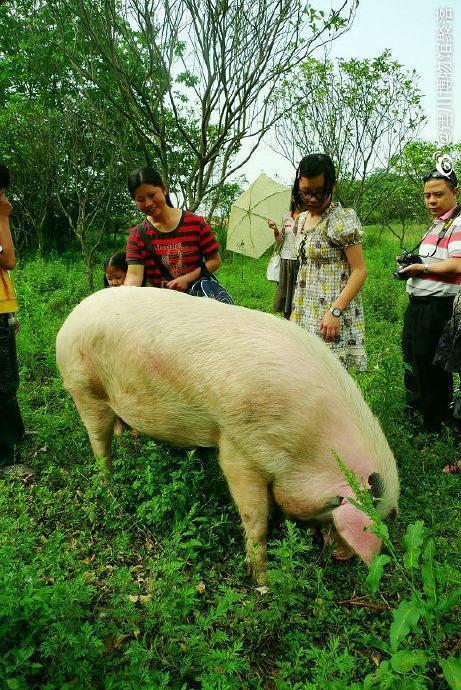 兽医称猪坚强已入弥留 2008年它从地震废墟中被救出