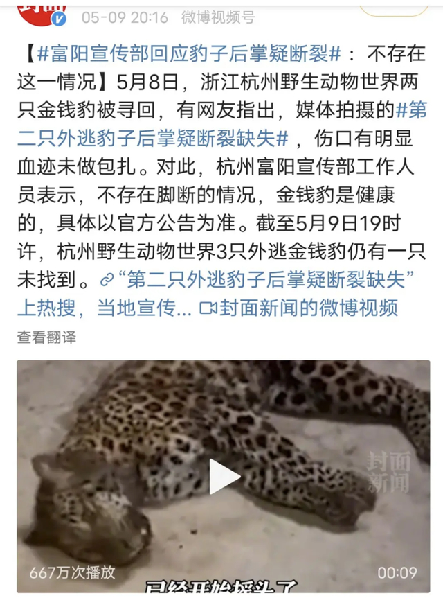 专家判断第3只豹子或已死亡 担心第三只豹子的生存状态
