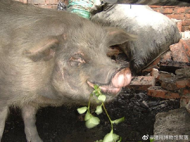 兽医称猪坚强已入弥留 坚强活过14年实现一只猪的天赋之年