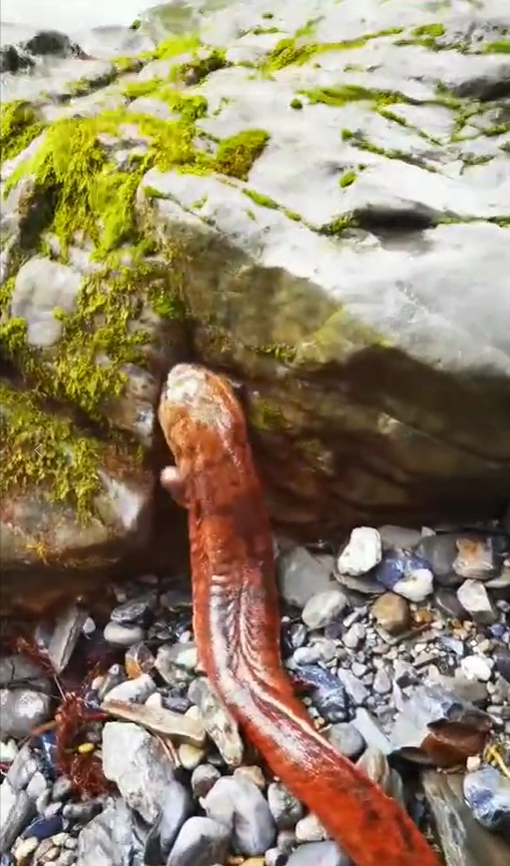 湖南发现罕见金红色娃娃鱼 村民暖心护送它下河