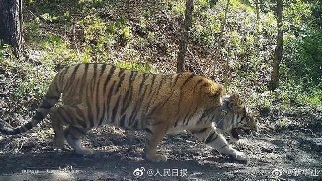 放虎归山!进村东北虎成功放归自然