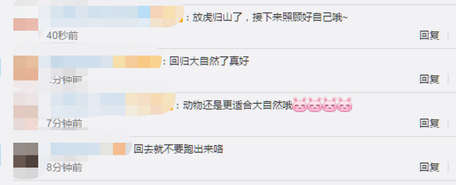 放虎归山!进村东北虎成功放归自然