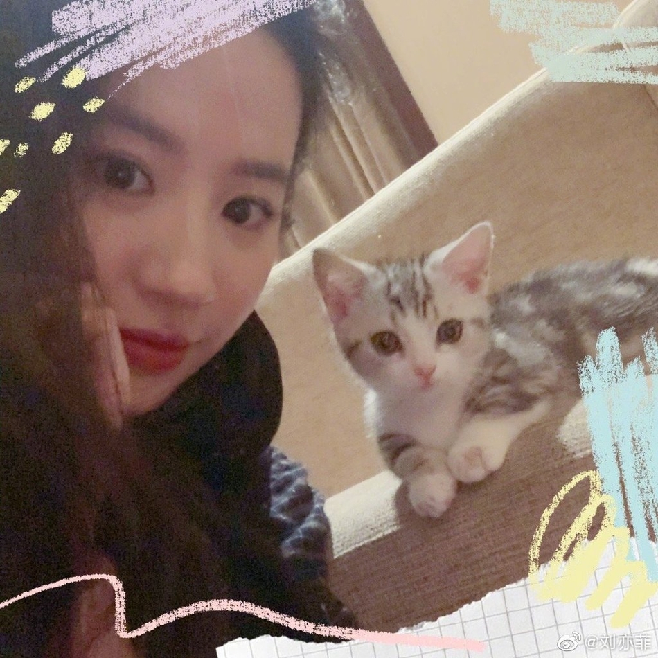 刘亦菲晒与小猫合影 美女配萌宠画面温馨可爱