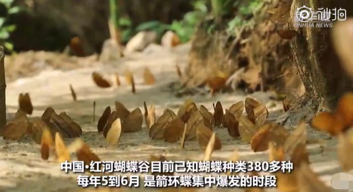 【奇观】云南现1.5亿只蝴蝶大爆发，杨丽萍与蝶共舞