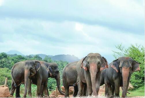 15头大象的奇幻“漂流”在云南多地一路逛吃 40天“肇事”412起，未造成人员伤亡