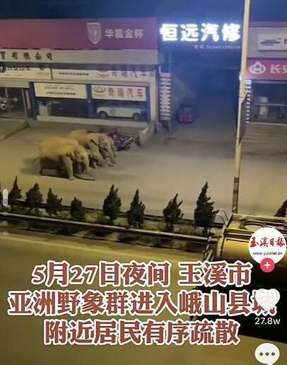 云南直升机渣土车追踪堵截象群 提示禁止围观、挑逗、戏弄亚洲象群