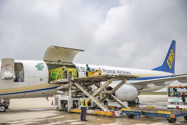 7月2日，中国邮政航空公司一架波音B737全货机在装载巫山脆李。（黄伟 摄）
