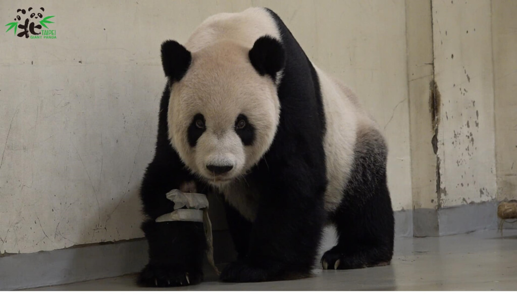 大熊猫“团团”资料图。（图片来源：台湾“中央社”）