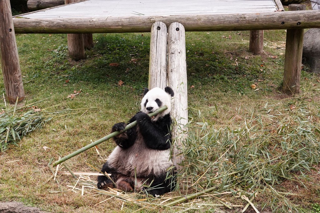2022年11月1日，大熊猫乐乐在孟菲斯动物园里吃竹子。（资料图）