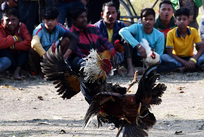印度阿萨姆邦一所村庄举行传统斗鸡活动。（资料图）