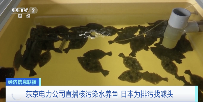 直播核污染水养鱼？日本为排污找噱头反被专家驳斥