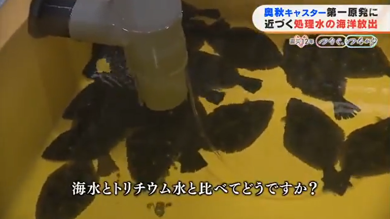 日本开展核污水养鱼试验（福岛电视台）