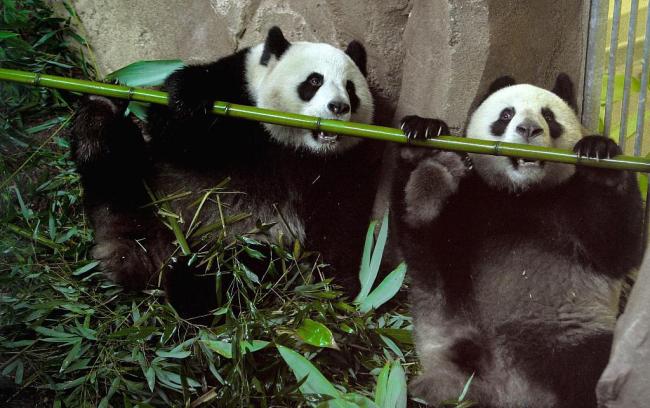 延长至2027年！法国续租熊猫欢欢和圆仔 一组图回顾它们的旅法时光