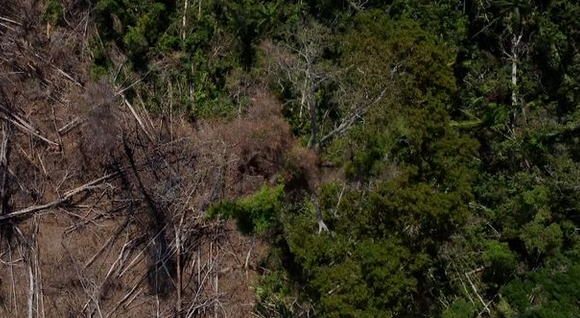 英媒：英国人吃肉让亚马孙雨林遭殃，去年损毁近1.2万平方公里