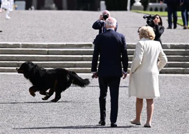 拜登被希金斯爱犬狂吼 英媒称狗狗“竭力破坏美爱关系”