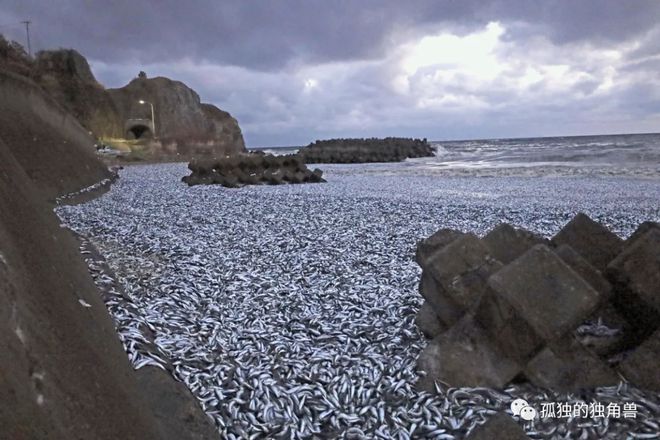 日本又有大量鱼尸冲上岸！不只北海道这回是三重县渔港